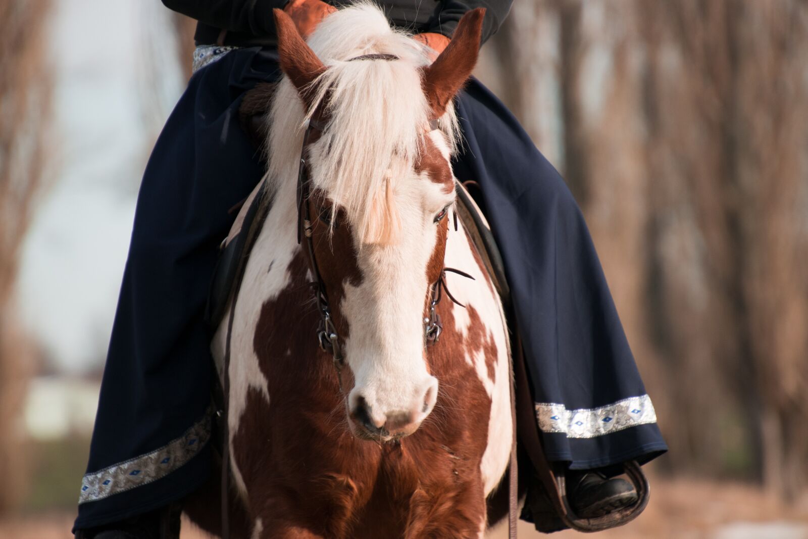 Nikon D3300 sample photo. Human, reiter, festival photography