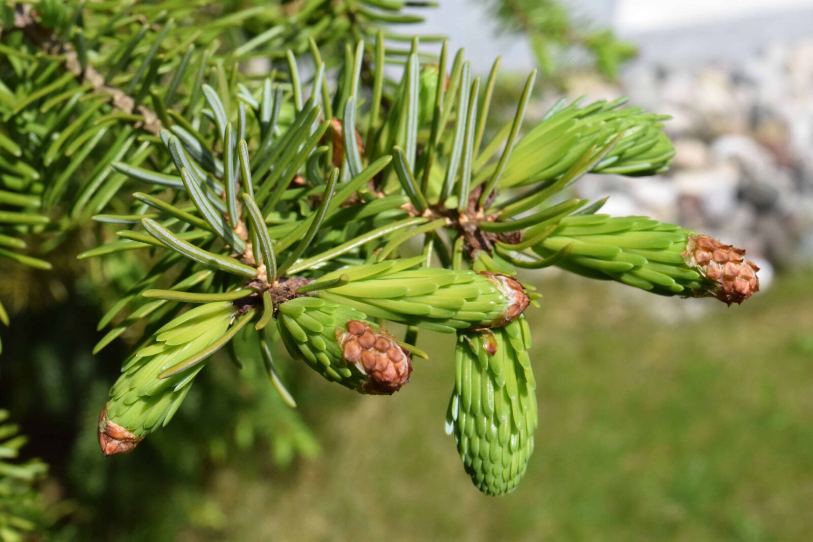Nikon D3300 sample photo. Branch, evergreen, flora, tree photography
