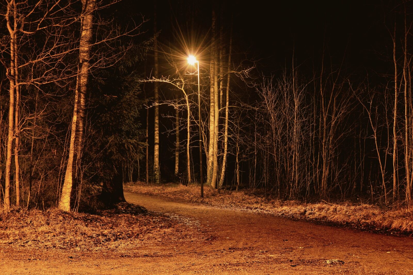 Nikon D3200 sample photo. Evening, forest, nature, night photography