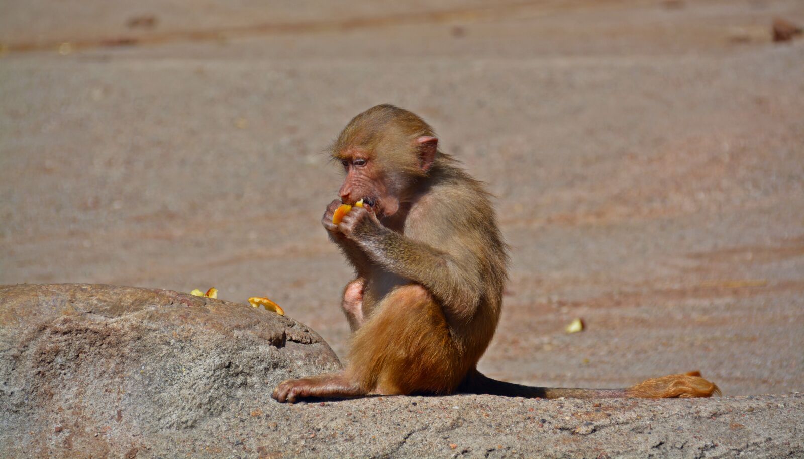 Nikon D5200 sample photo. Baboon, monkey, primate photography