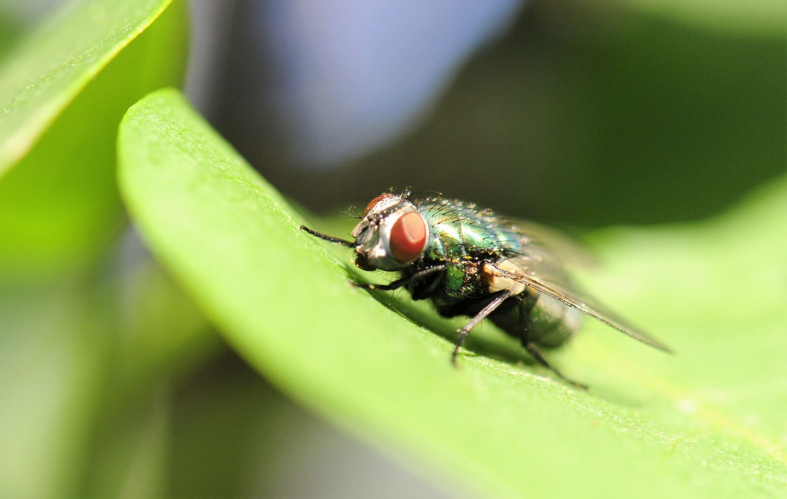 Nikon D300 sample photo. Fly, bug, insect photography