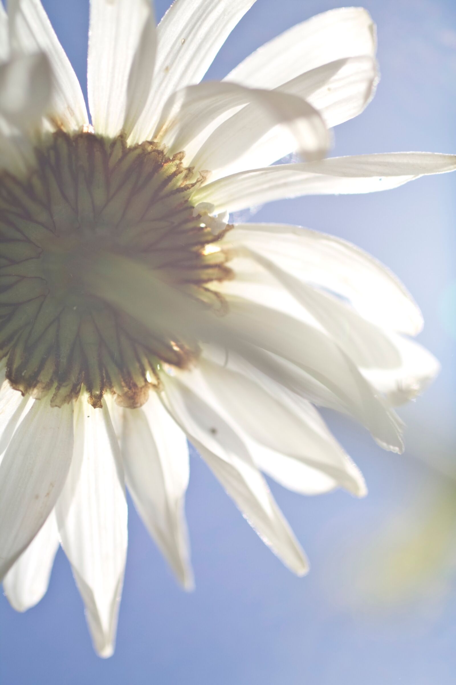 Canon EOS 7D + Sigma 50mm f/2.8 EX sample photo. Daisy, flower, summer, summer photography