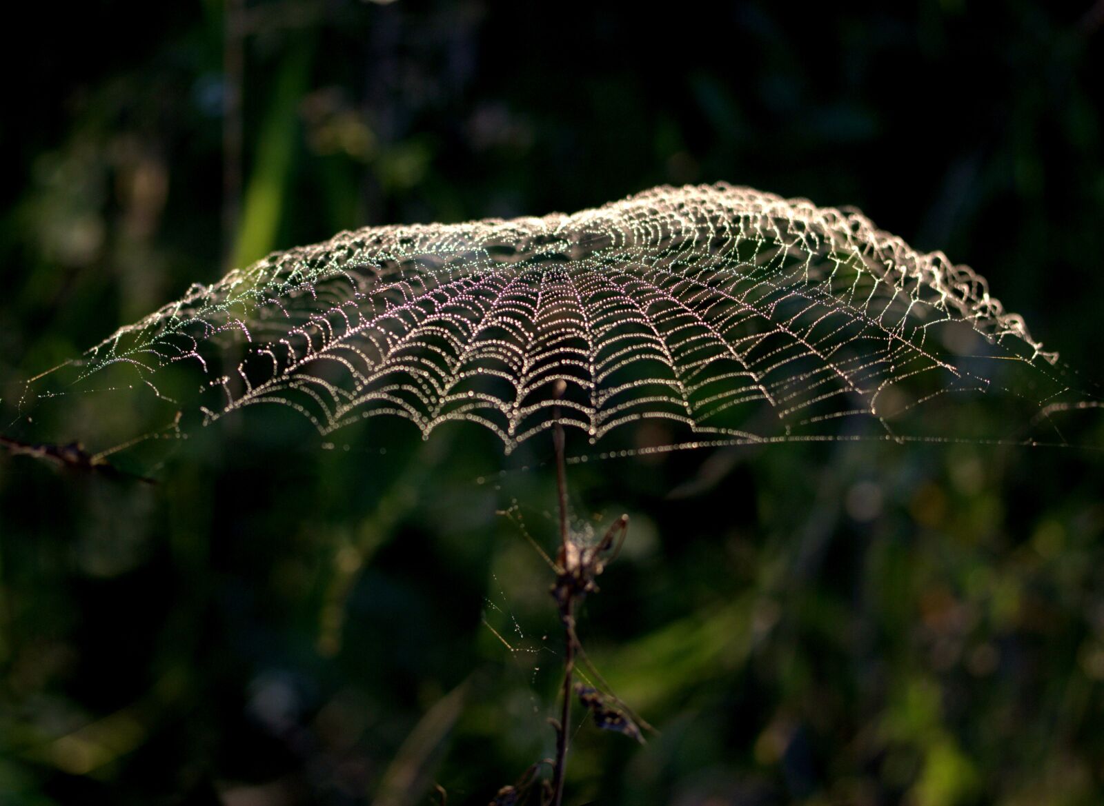 Canon EF-S 60mm F2.8 Macro USM sample photo. Spider web, umbrella, drops photography