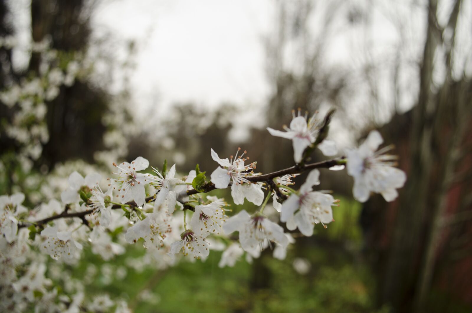 Nikon D5100 sample photo. Flower, rain, beauty photography