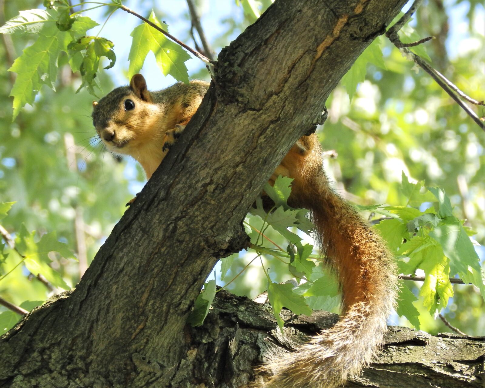 Olympus SP-820UZ sample photo. Squirrel, up, tree photography