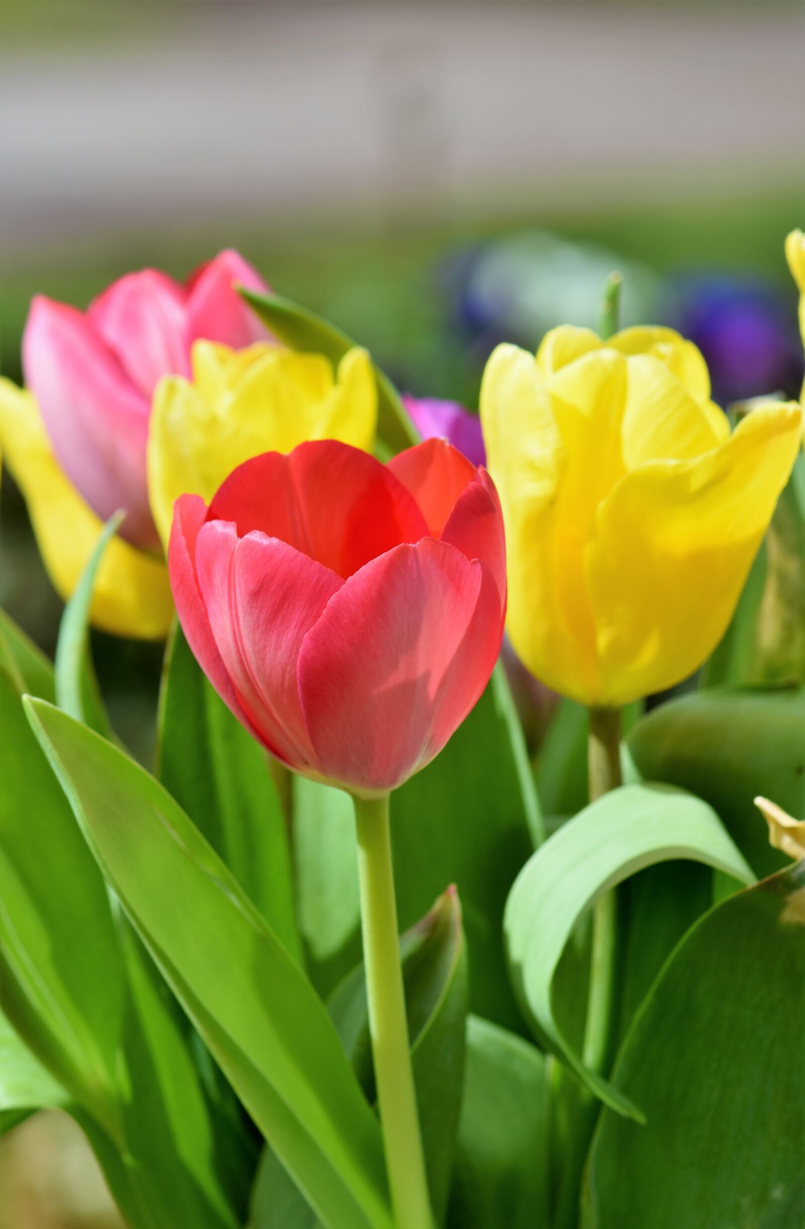 Nikon D7200 sample photo. Tulips, tulip field, tulpenbluete photography