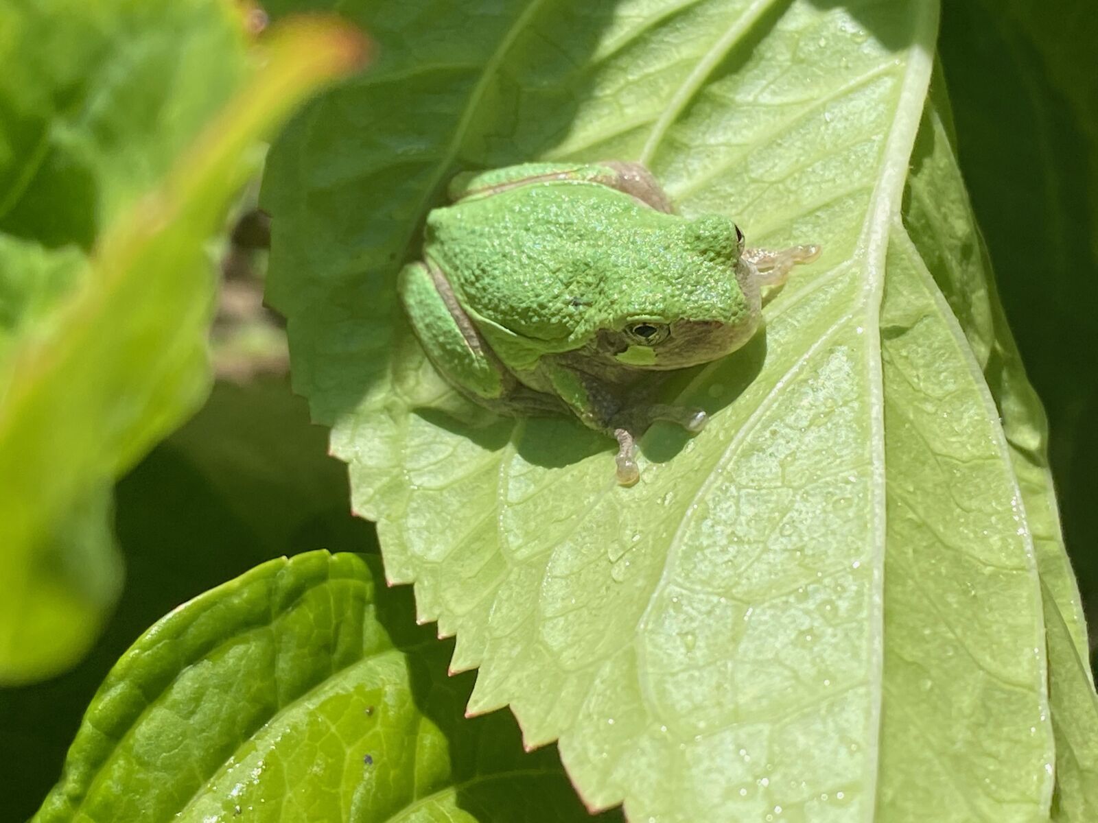 Apple iPhone 11 Pro Max sample photo. Green toad, green leaf photography