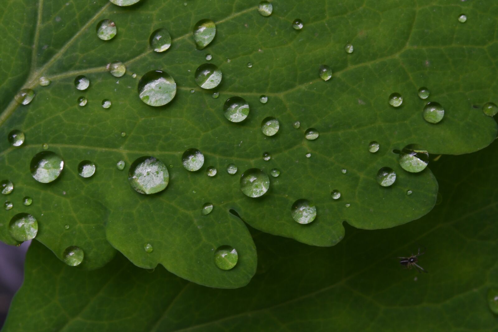 Nikon D7500 sample photo. Drops, water, dew photography