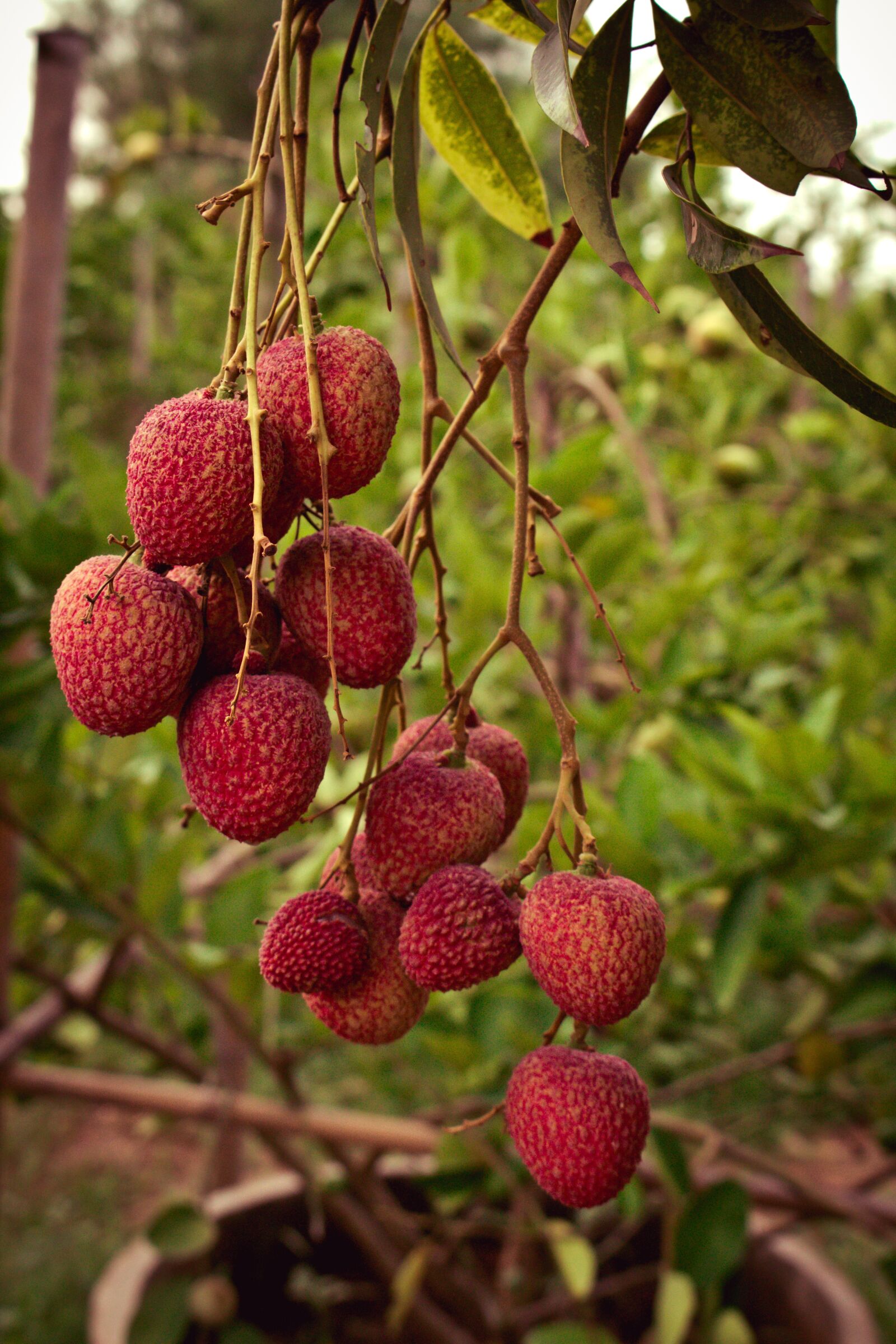 Canon EOS 700D (EOS Rebel T5i / EOS Kiss X7i) sample photo. Lychee, results, fruit photography