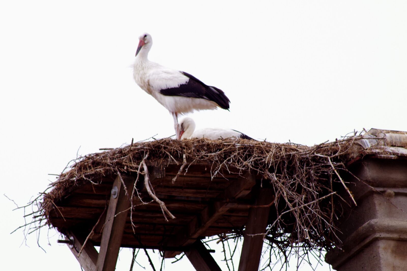 Pentax K-S2 sample photo. Stork, birth, animal photography
