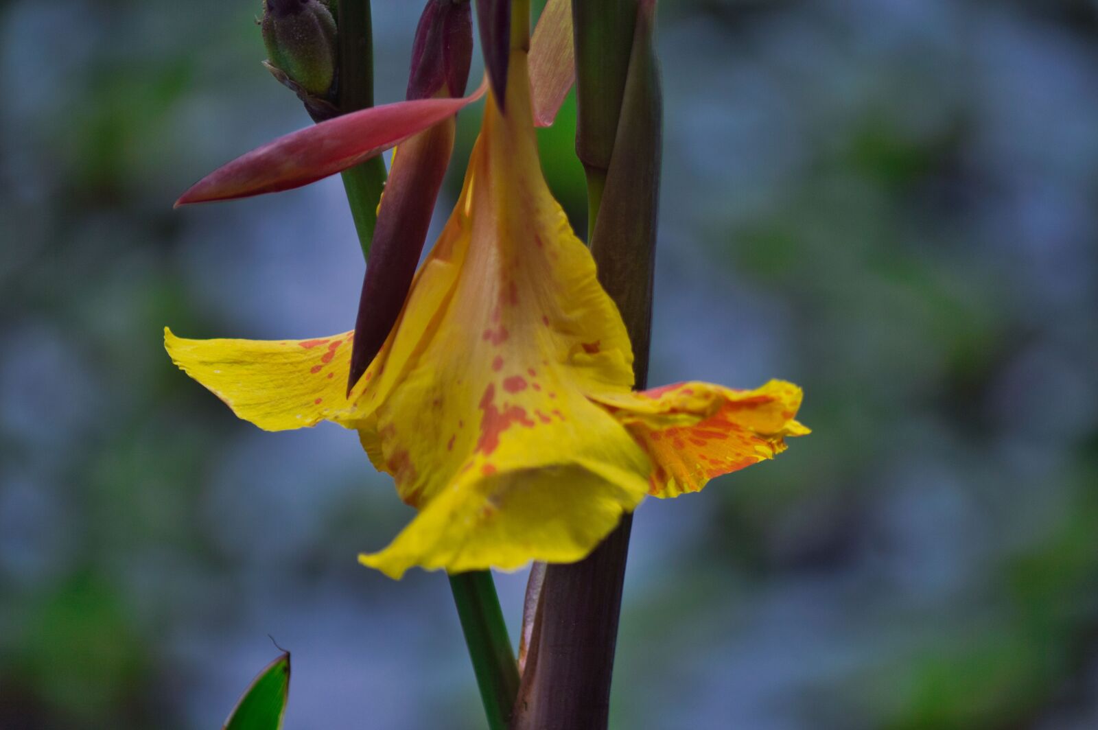Nikon D3200 sample photo. Costa rica, plant, flower photography