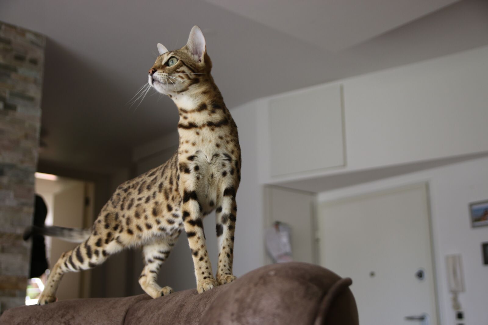 Canon EOS 70D sample photo. Bengal cat, wild cat photography