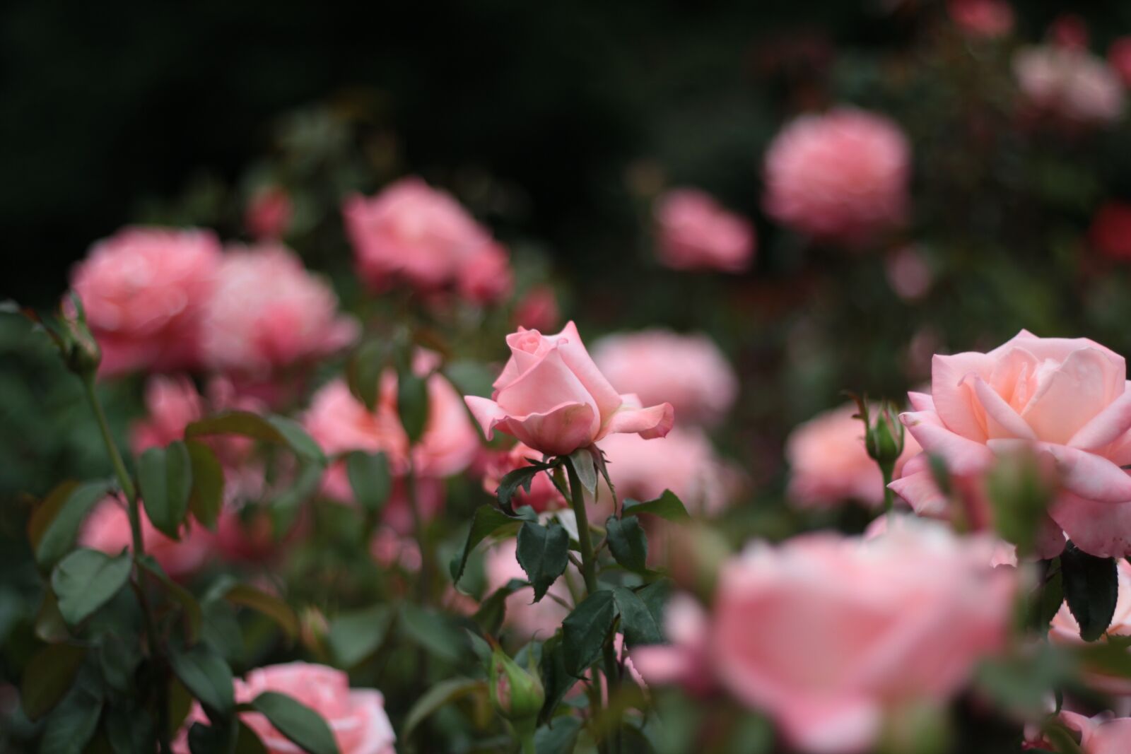 Canon EOS 550D (EOS Rebel T2i / EOS Kiss X4) sample photo. Flowers, pink, roses photography