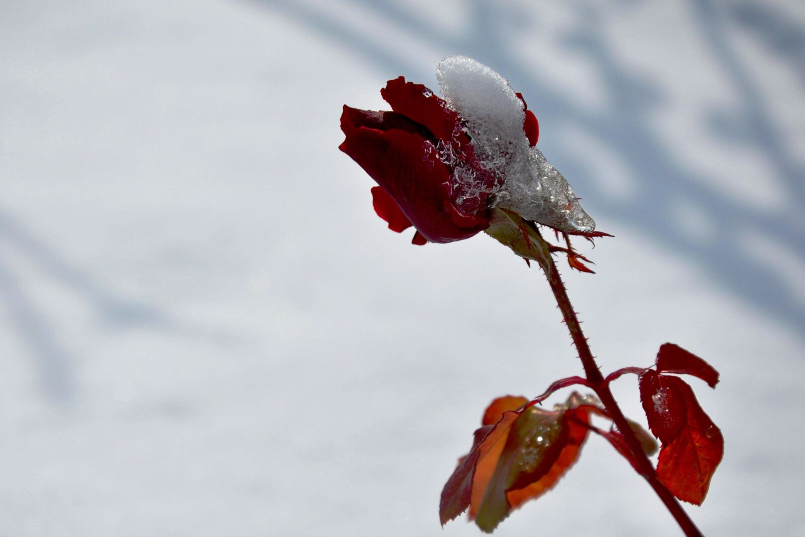 Nikon D90 sample photo. G m hane, snow photography