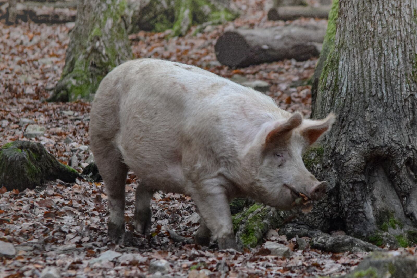 Nikon D5300 sample photo. Pig, animal, mammal photography