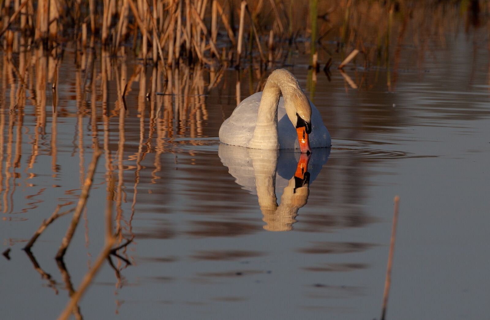 Canon EOS 5D Mark II sample photo. Swan, lake, river photography