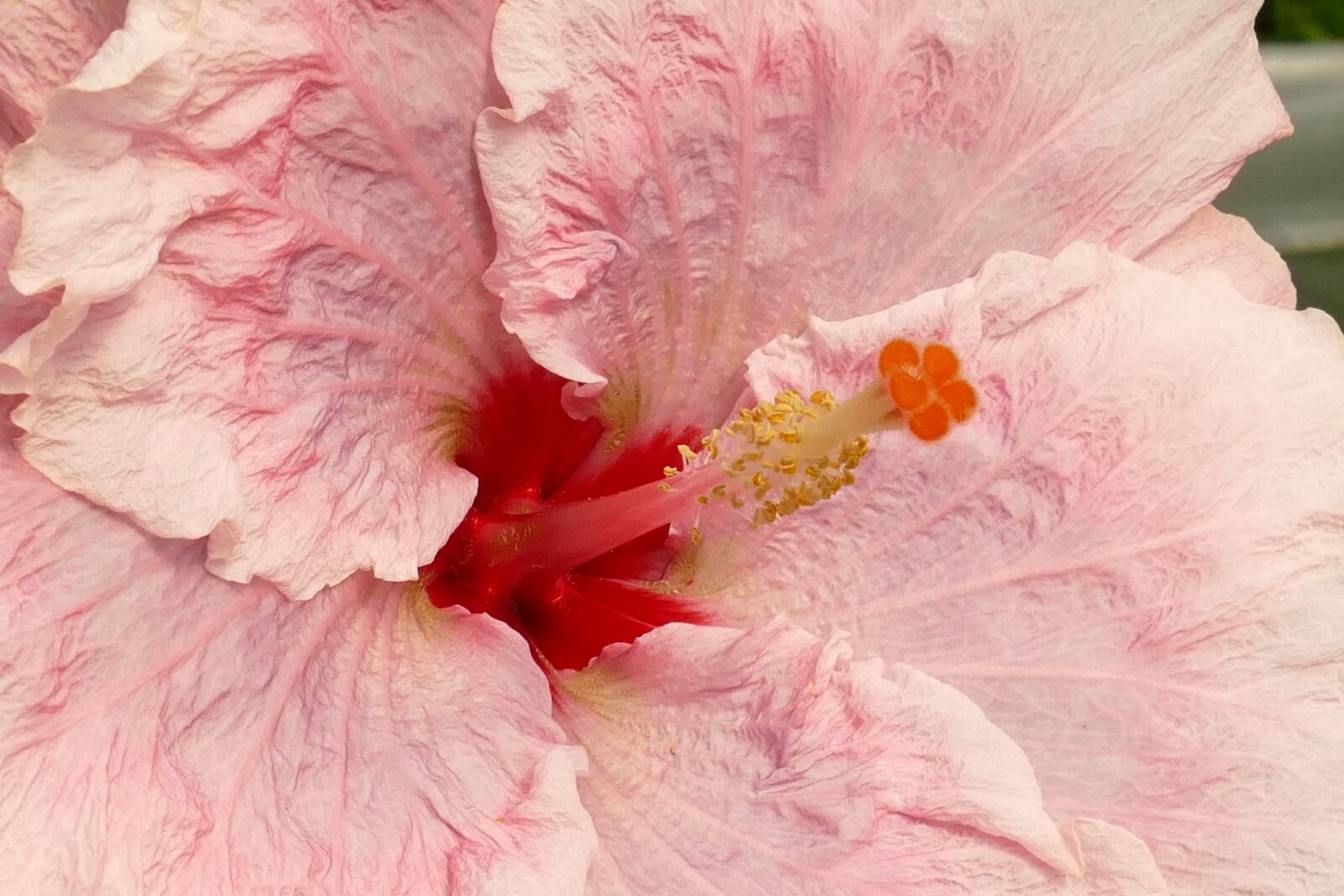 Panasonic Lumix DMC-FZ1000 sample photo. Hibiscus, pestle, stamen photography