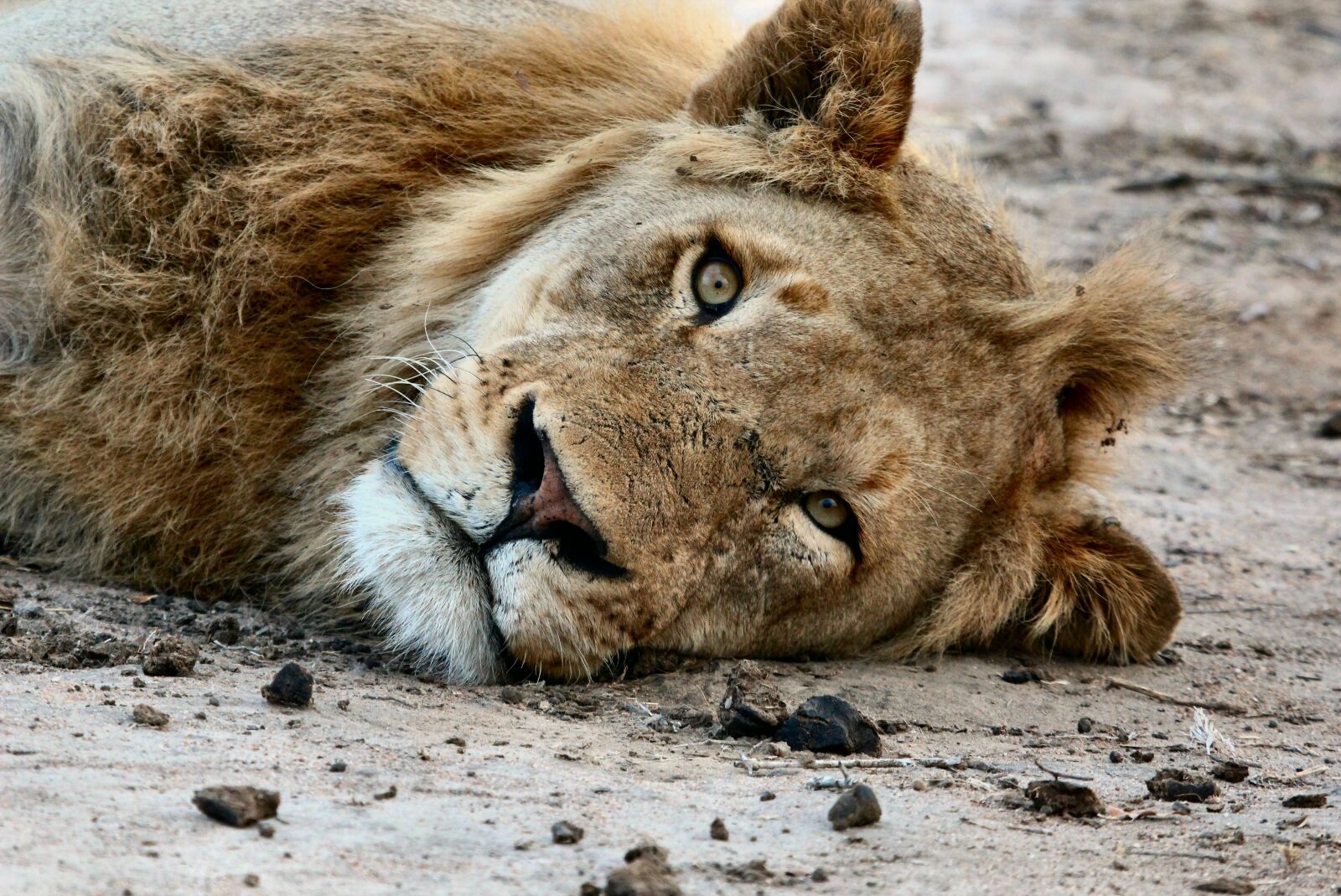 Canon EOS 600D (Rebel EOS T3i / EOS Kiss X5) sample photo. Africa, animal, close-up photography