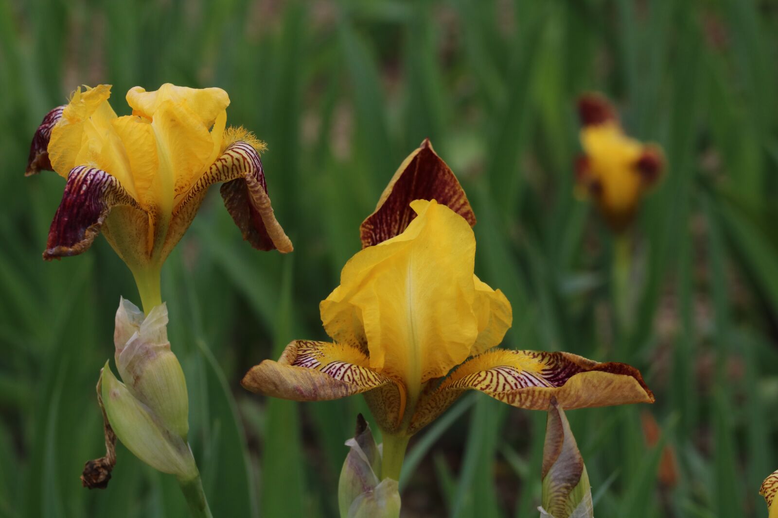 Canon EOS 750D (EOS Rebel T6i / EOS Kiss X8i) sample photo. Pond, plants, yellow photography