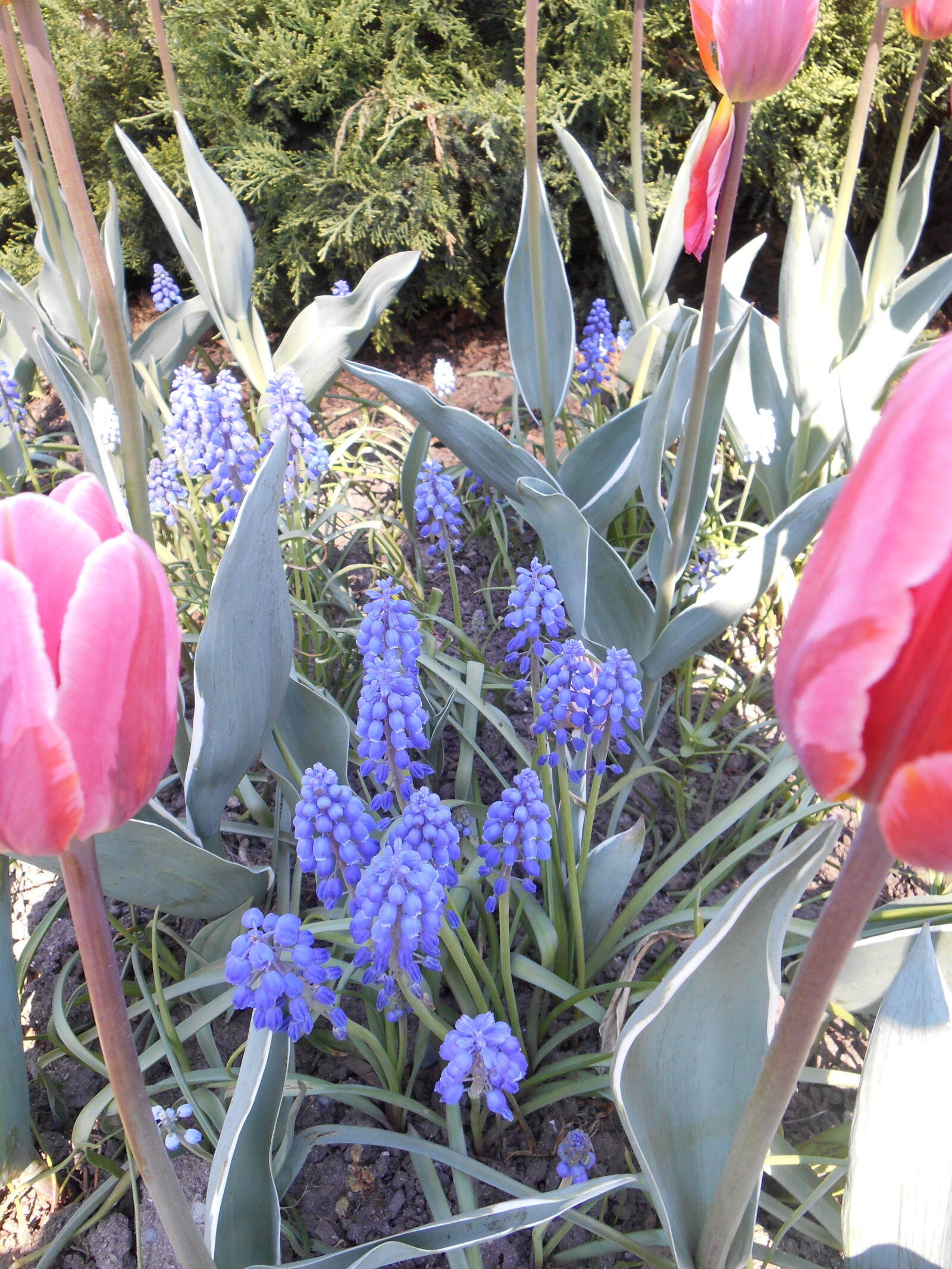Nikon Coolpix S3500 sample photo. Absi, beautiful, flowers, blue photography