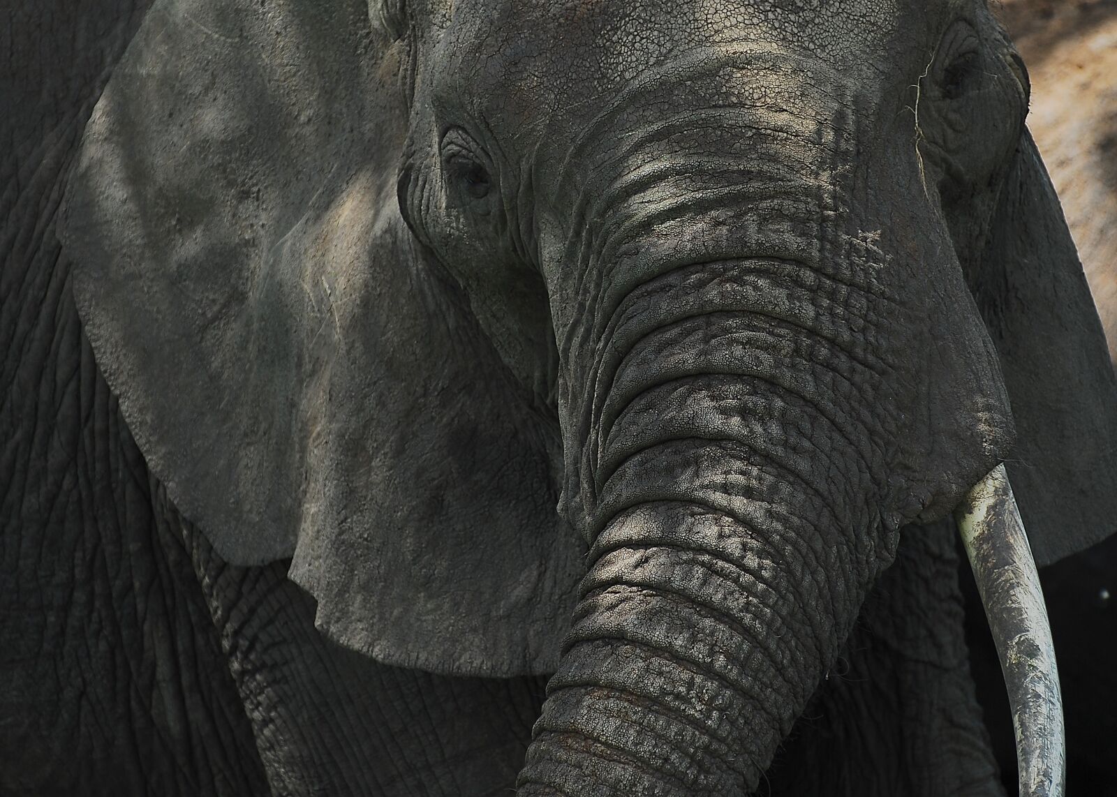 Nikon D200 sample photo. Elephant, wilderness, africa photography