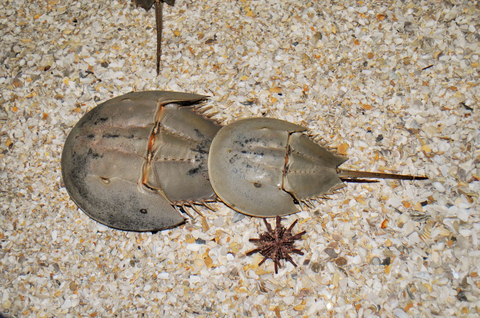 Nikon D90 sample photo. Horseshoe crab, the moluccas photography