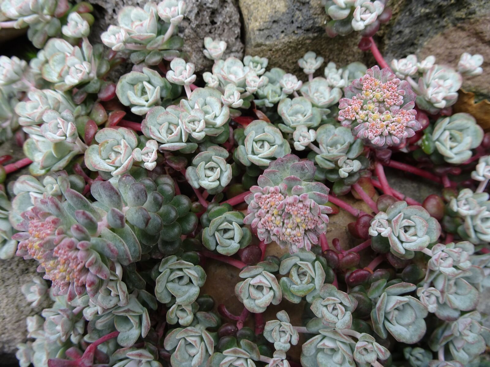 Sony DSC-HX90 sample photo. Rock plant, garden, flourishes photography