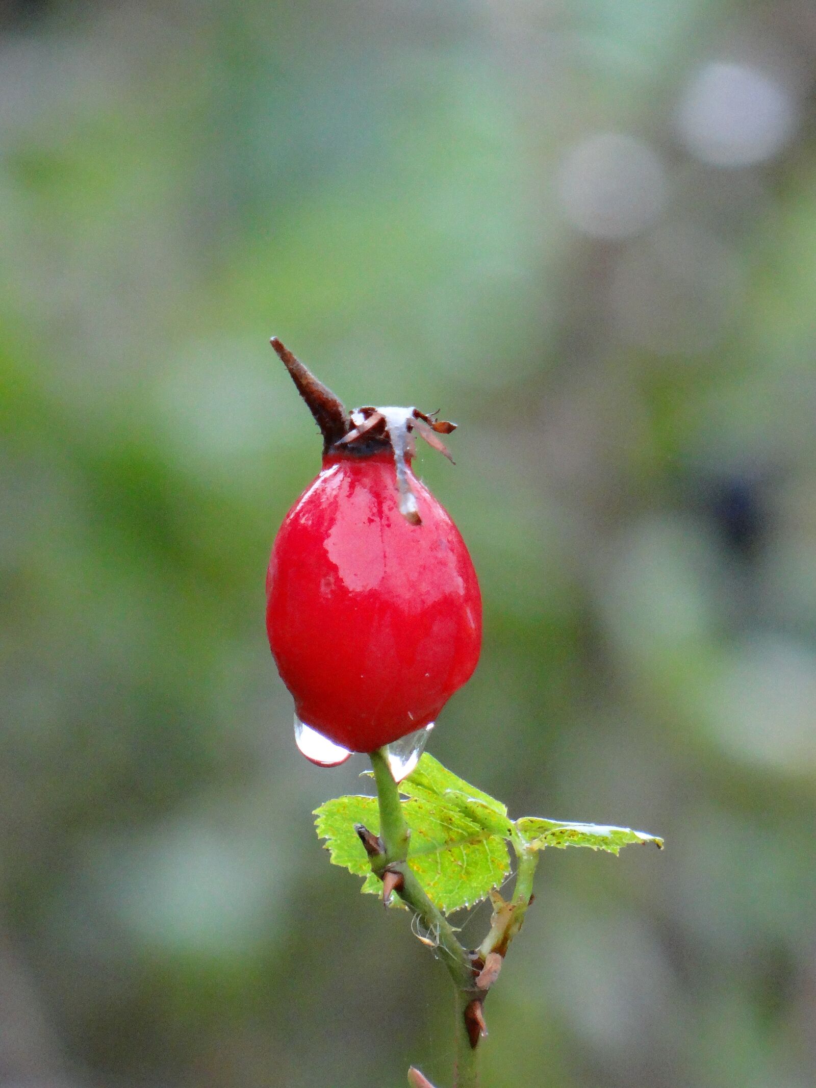 Sony DSC-HX200V sample photo. Berry, drop, rain photography