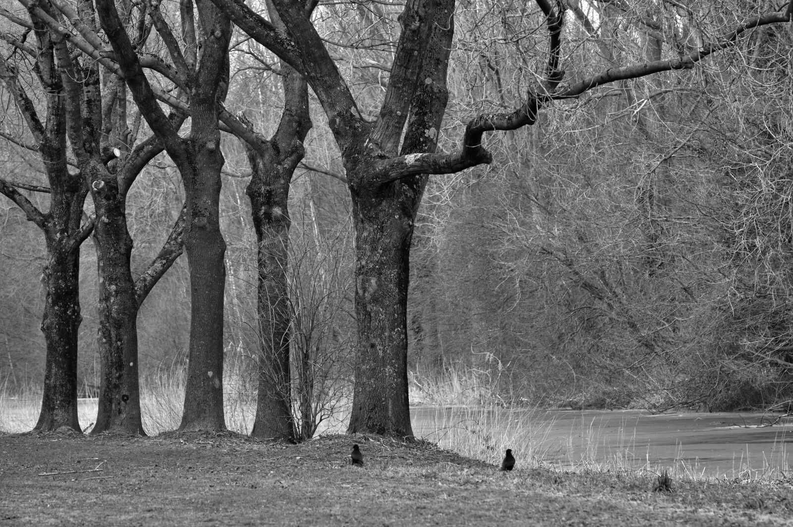 Nikon D90 sample photo. Tree, trunk, branch photography
