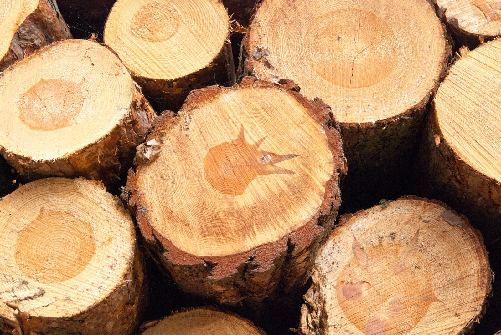 Nikon D80 sample photo. Section, wood, woods photography