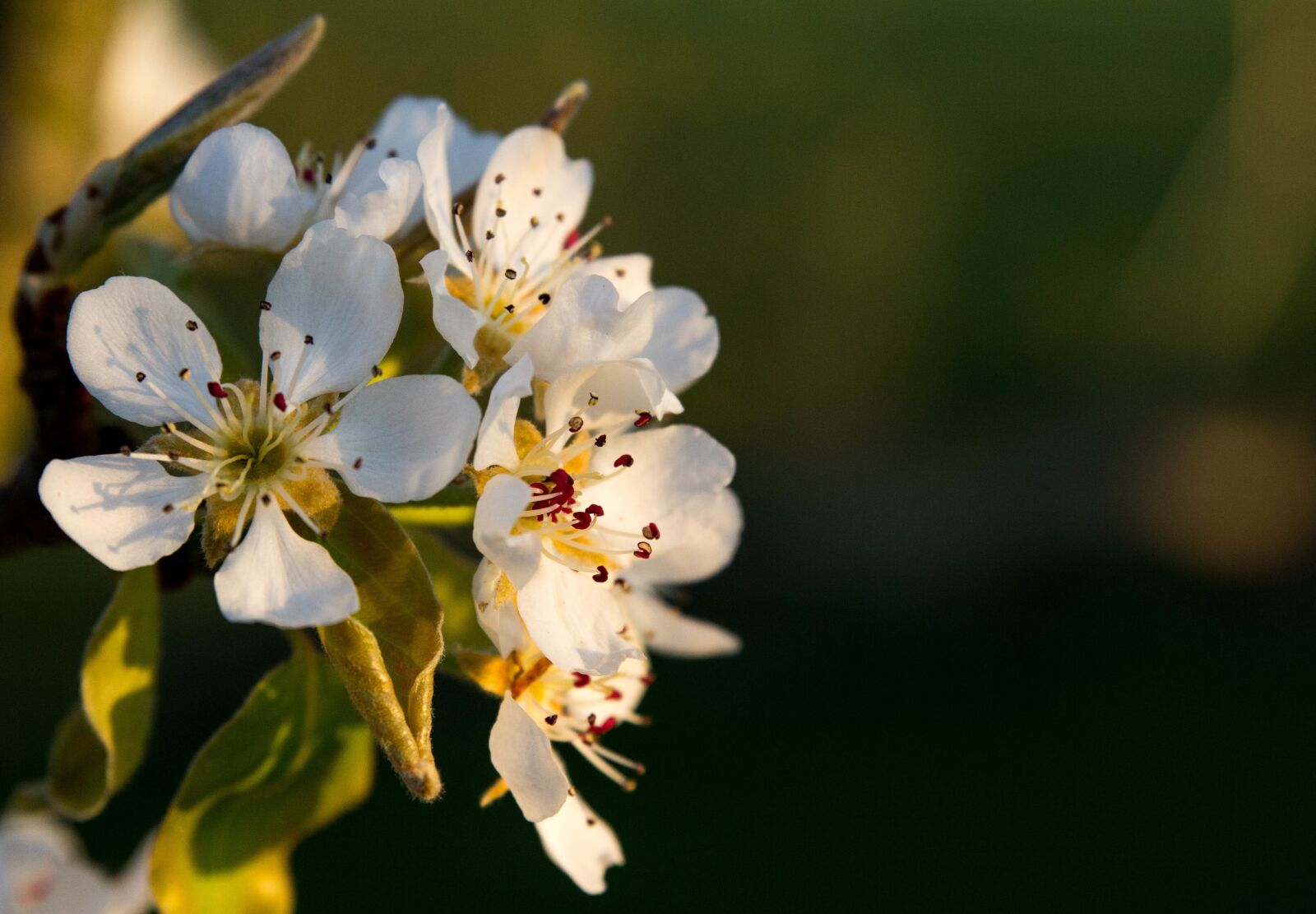 Canon EOS 60D sample photo. Pear, blossom, bloom photography