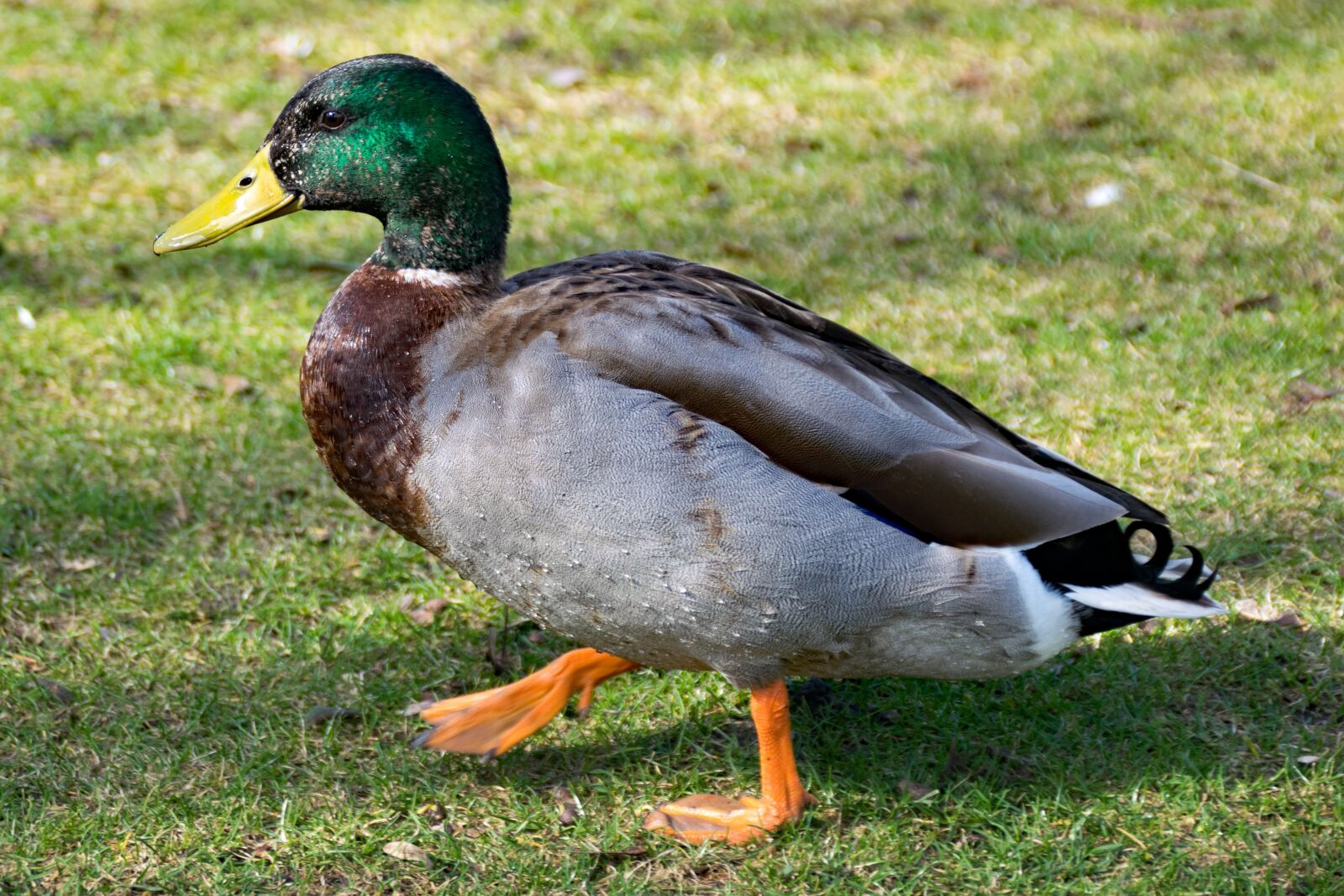 Nikon D5300 sample photo. Duck, mallard, anatidae photography