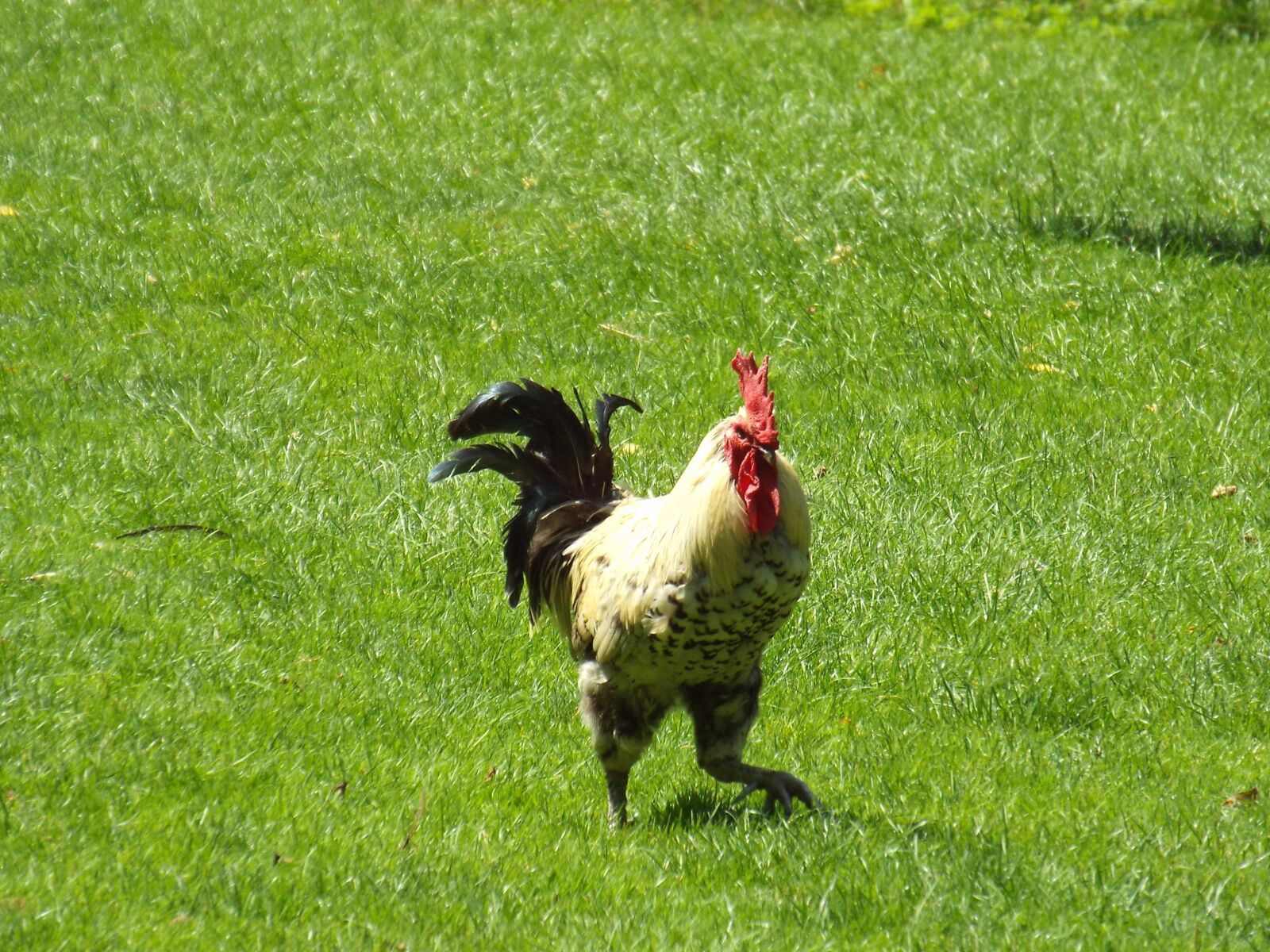 Fujifilm FinePix S6800 sample photo. Hahn, nature, poultry photography