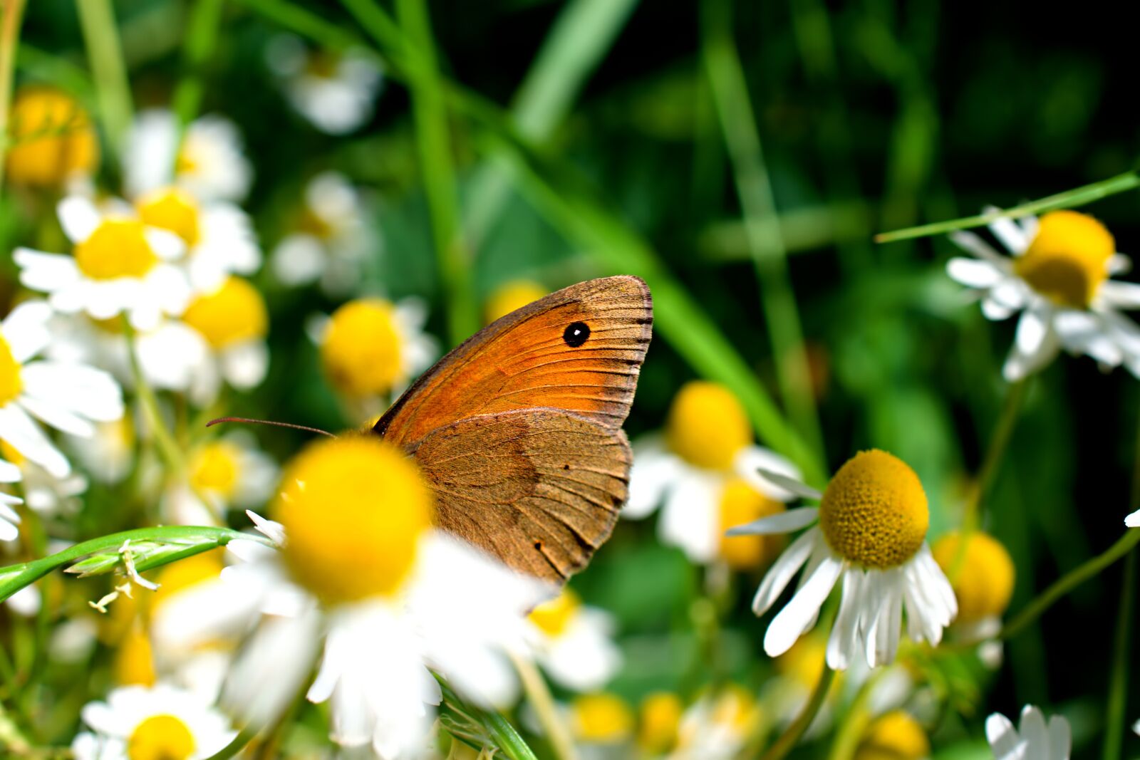 Nikon D3400 sample photo. Butterfly, daisy, nature photography