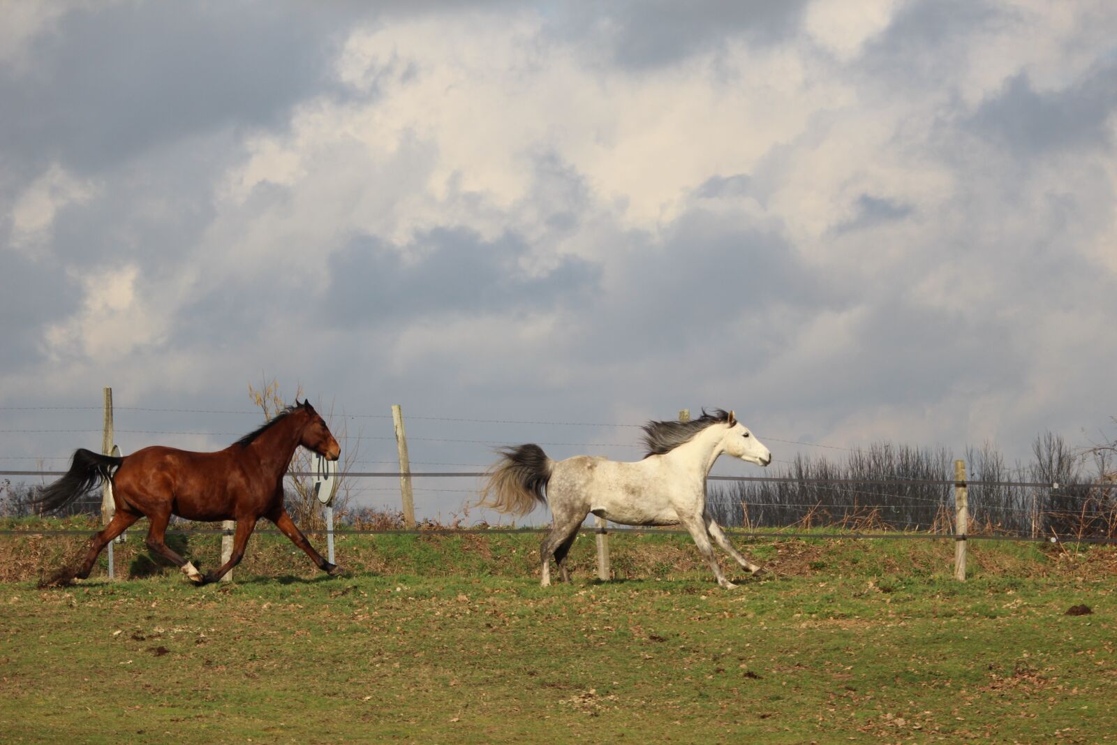 Canon EOS 1200D (EOS Rebel T5 / EOS Kiss X70 / EOS Hi) sample photo. Horses, horse, animals photography