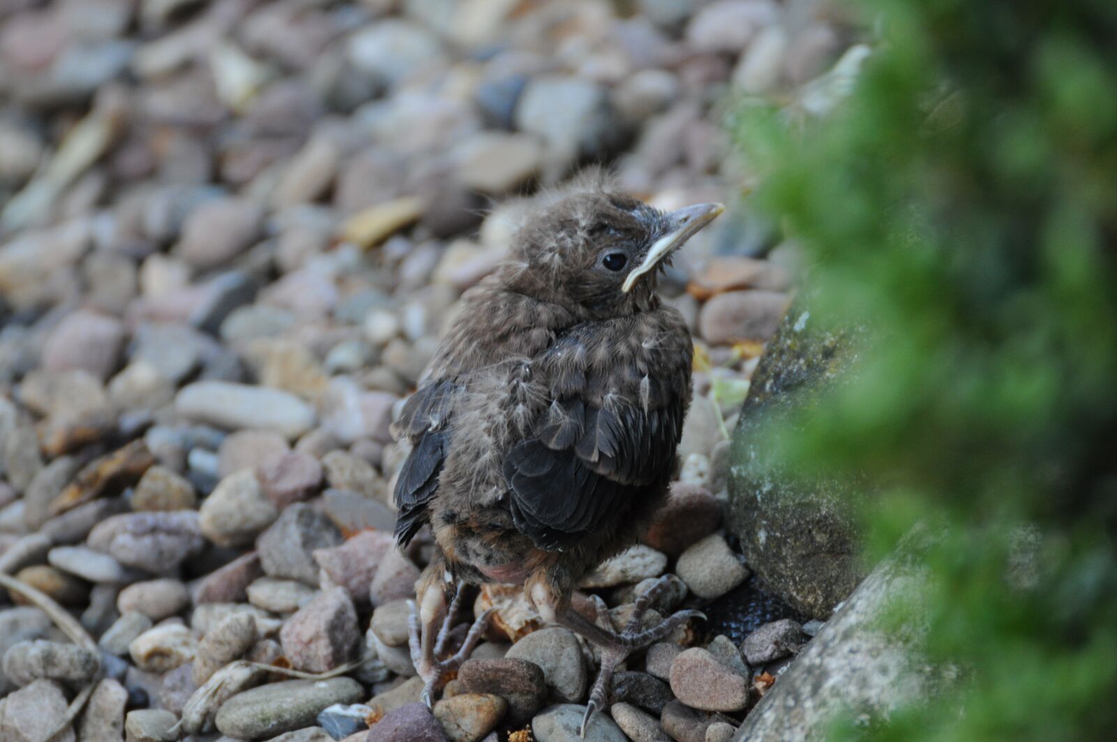 Nikon D5000 sample photo. Young bird, bird, songbird photography
