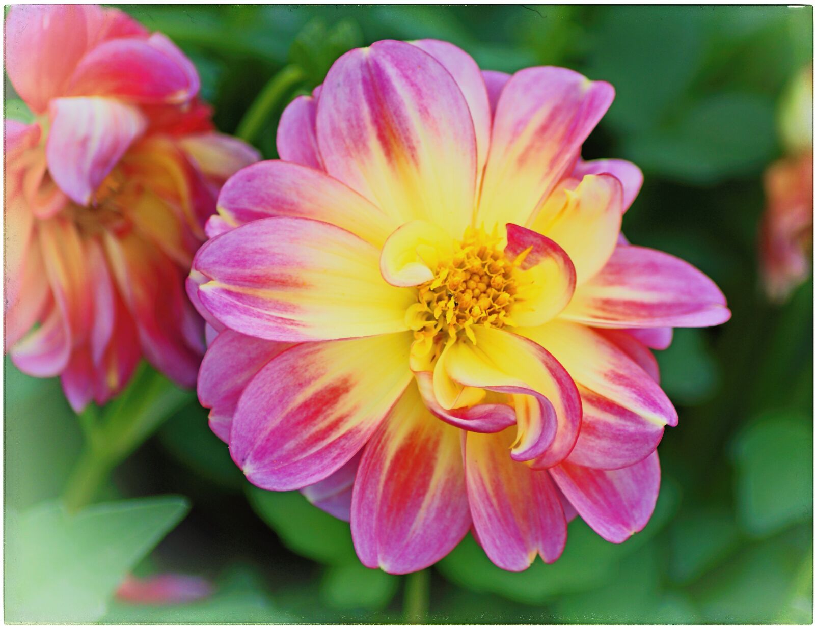 Sony ILCA-77M2 sample photo. Dahlia, flower, blossom photography