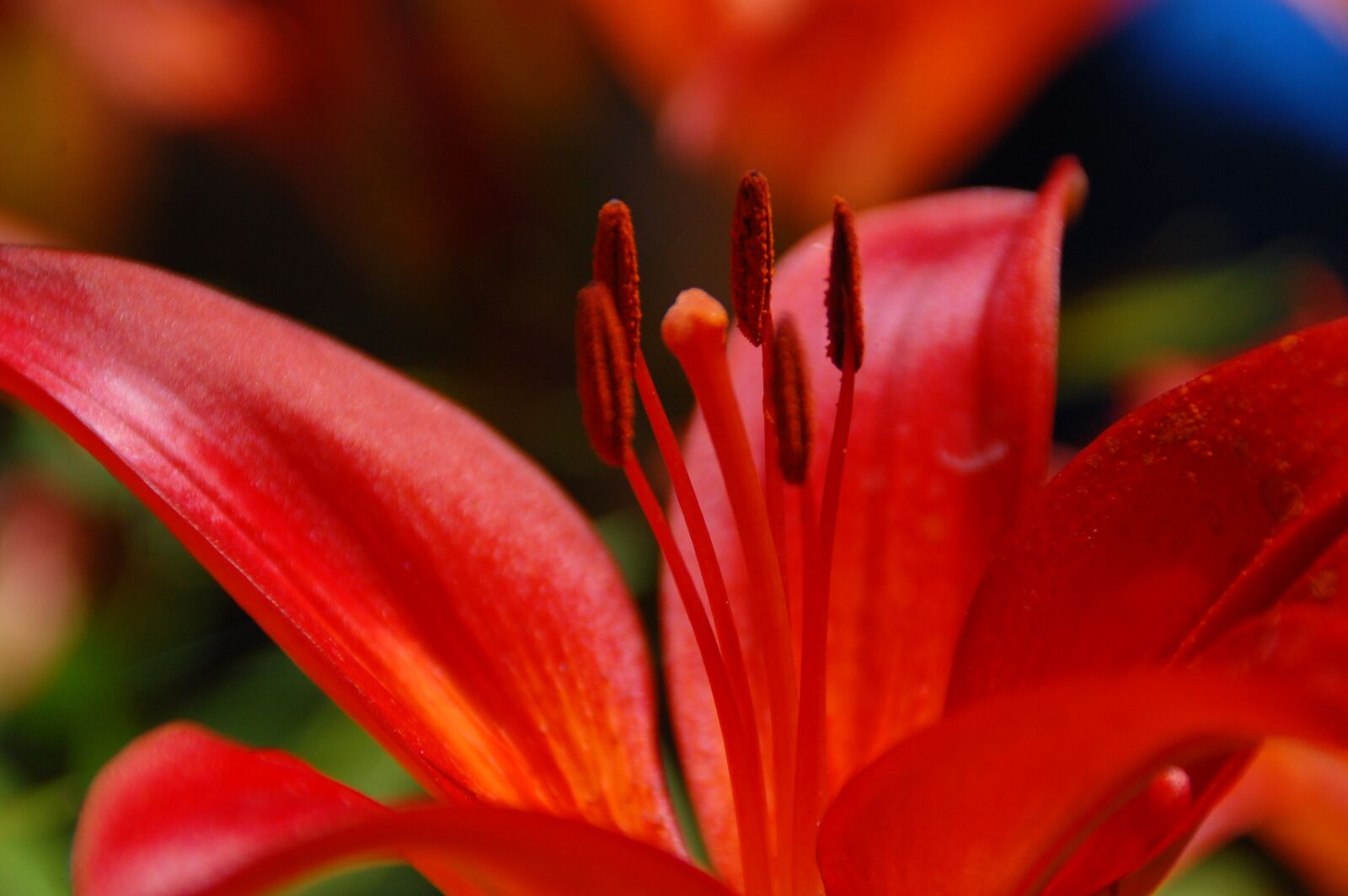 Nikon D40 sample photo. Flower, nature, spring photography