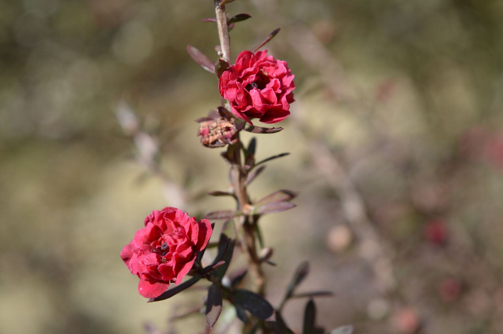 Nikon D3200 sample photo. Flower, pink, red photography