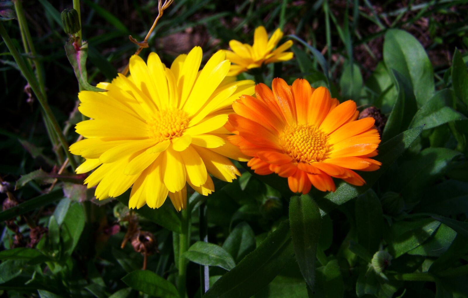 Kodak EASYSHARE ZD710 ZOOM DIGITAL CAMERA sample photo. Marigold, yellow-orange flowers, flower photography