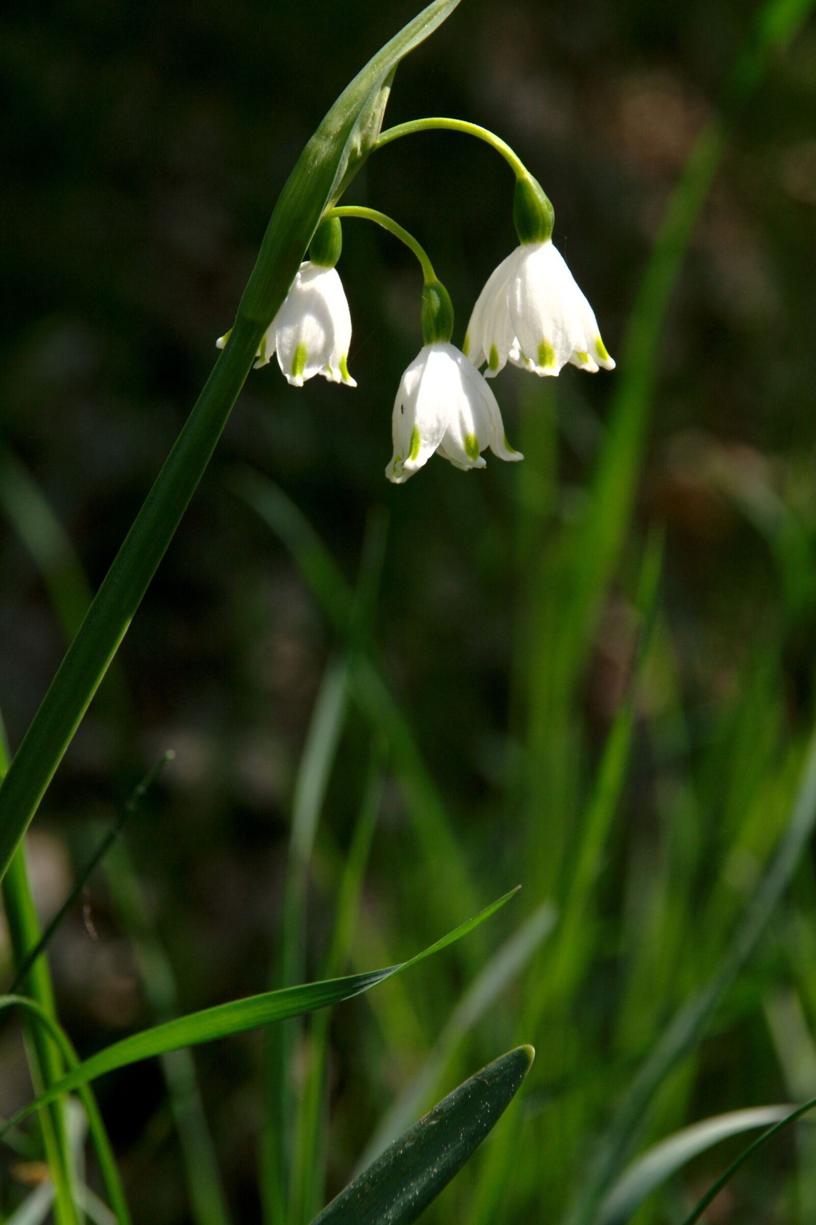 Canon EOS 350D (EOS Digital Rebel XT / EOS Kiss Digital N) sample photo. Spring, flower, white flower photography
