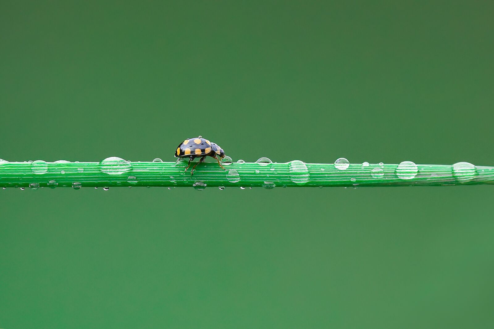 Nikon D810 sample photo. Ladybug, u urb ce photography