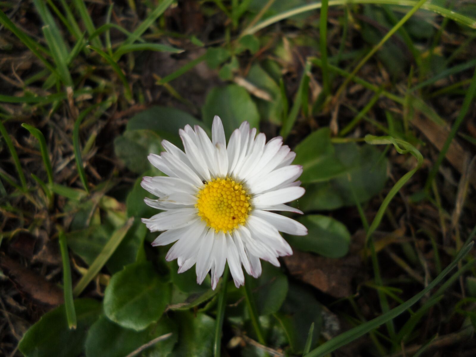 Samsung DV300 / DV300F / DV305F sample photo. Daisy, plant, flower photography