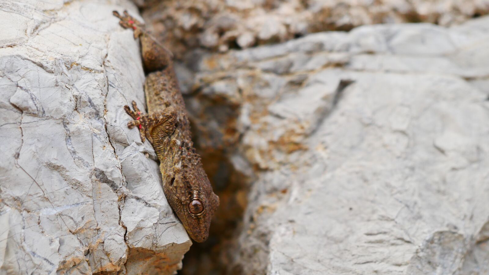 Panasonic Lumix DMC-GX85 (Lumix DMC-GX80 / Lumix DMC-GX7 Mark II) sample photo. Gecko, mallorca, stone photography