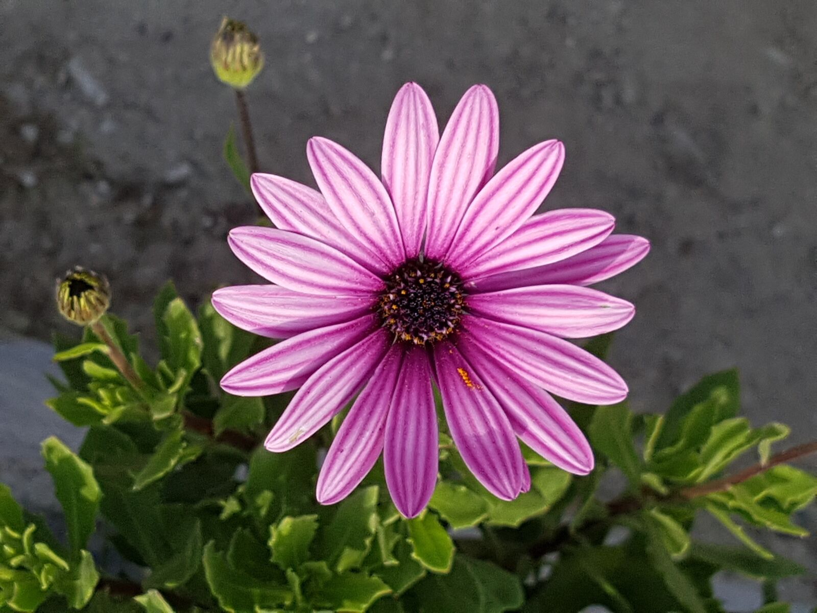 Samsung Galaxy S7 sample photo. Cluster, flowers, little flower photography