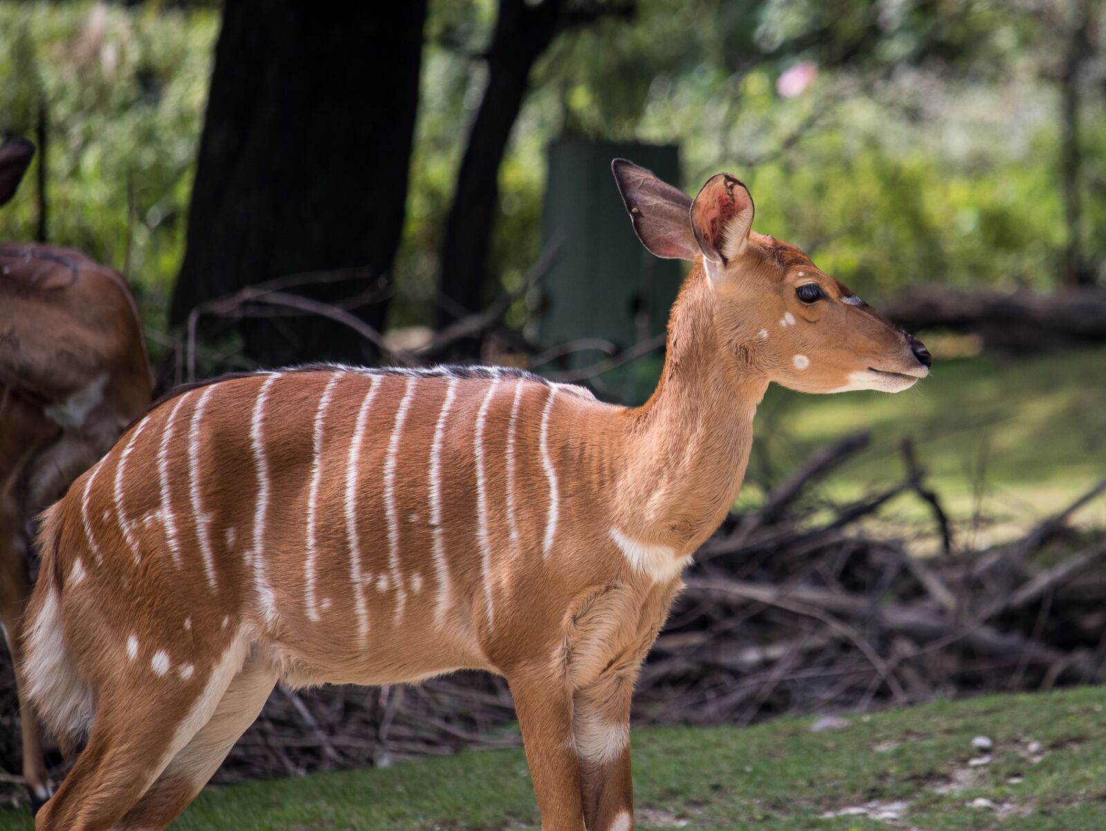 Canon EF-S 55-250mm F4-5.6 IS STM sample photo. Tieflandnyala, nyala, antelope photography