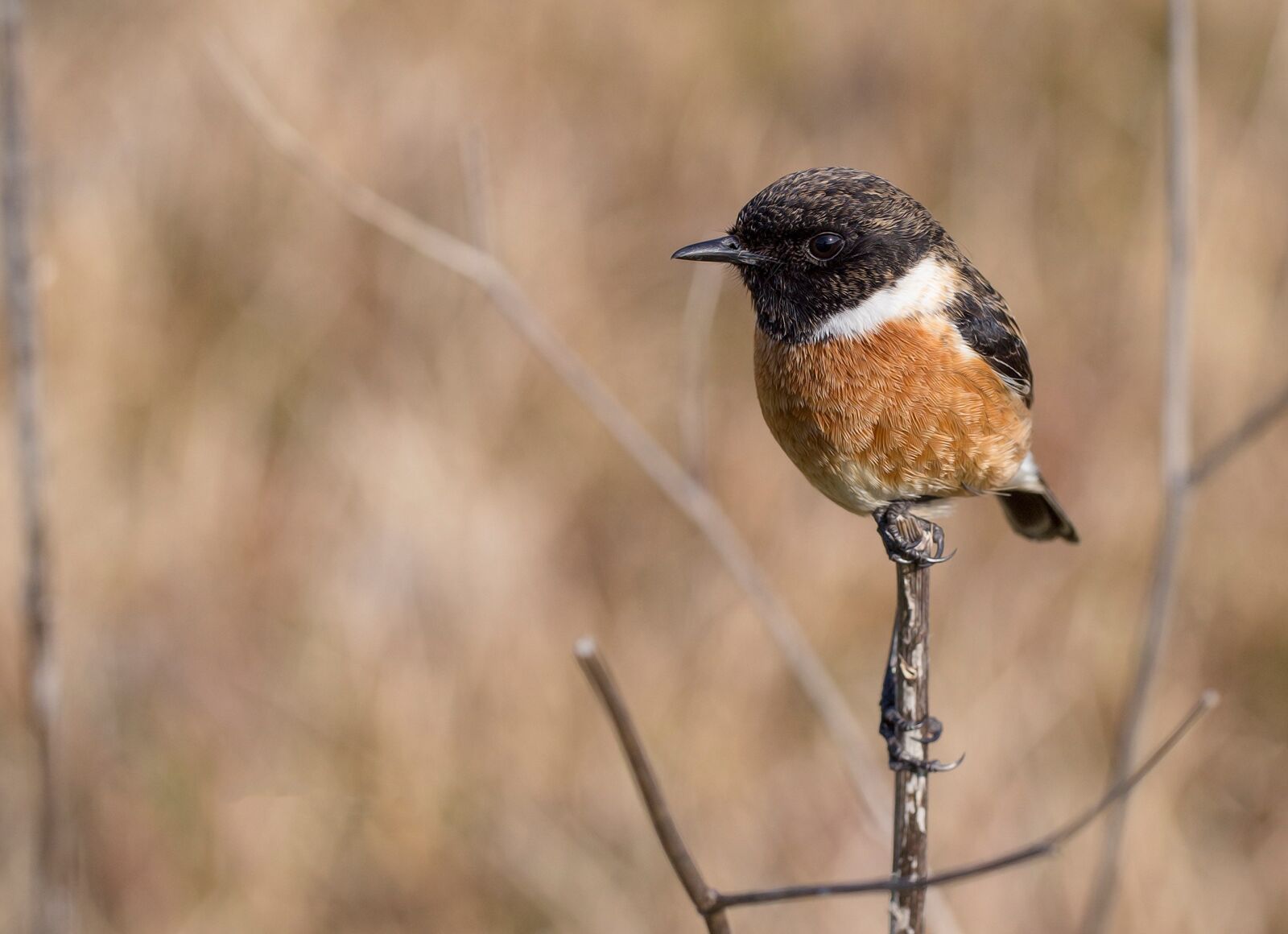 Canon EF 100mm F2.8L Macro IS USM sample photo. Bird, ave, feathers photography