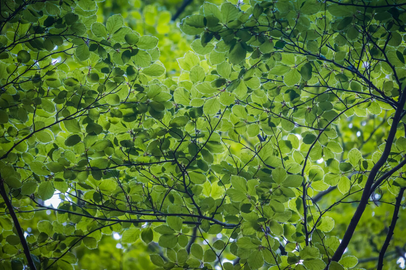 Canon EOS 100D (EOS Rebel SL1 / EOS Kiss X7) sample photo. Foliage, landscape, nature photography