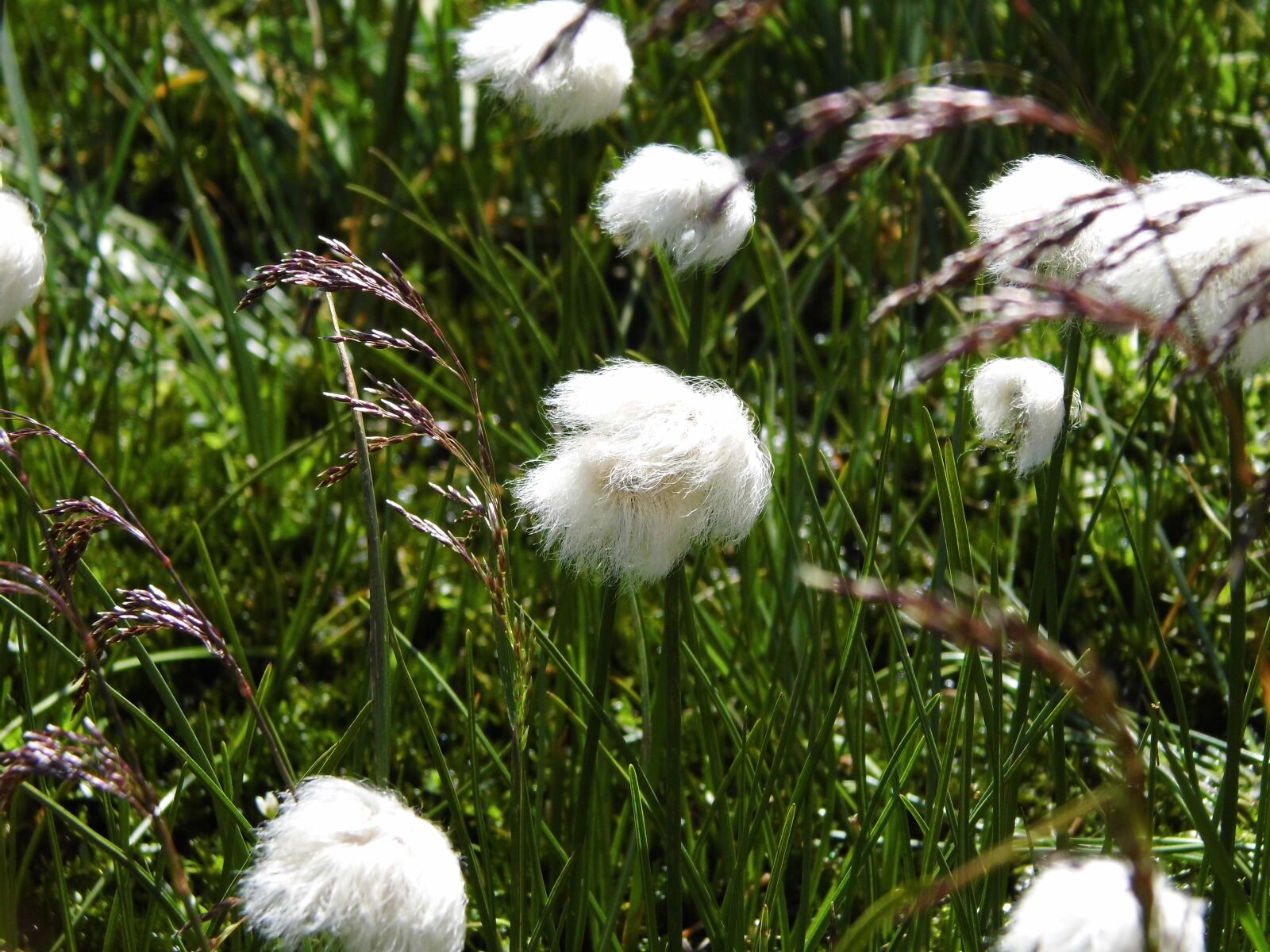 Benq GH600 sample photo. Grasses, white, alpine cottongrass photography