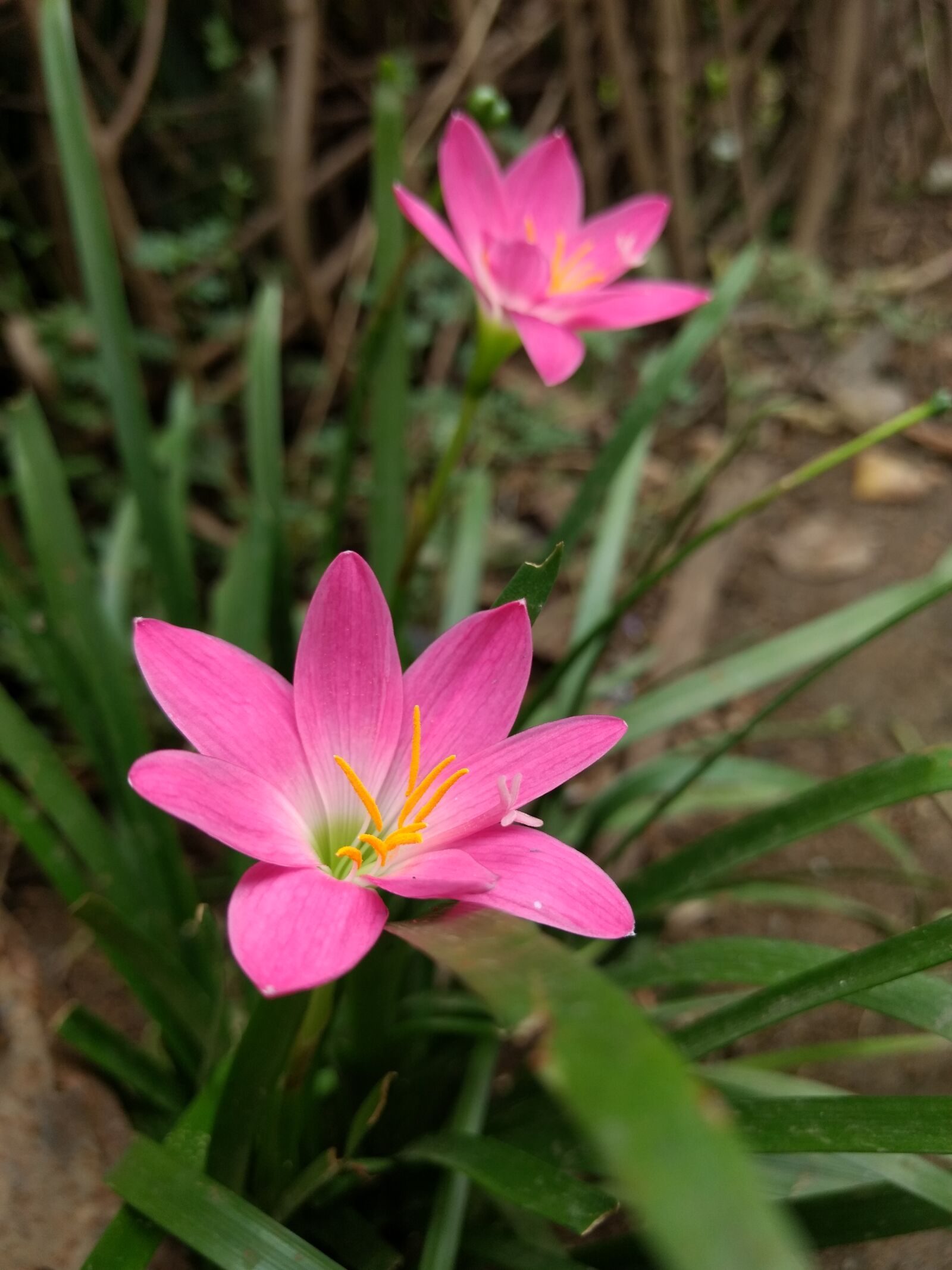Motorola Moto G (4) sample photo